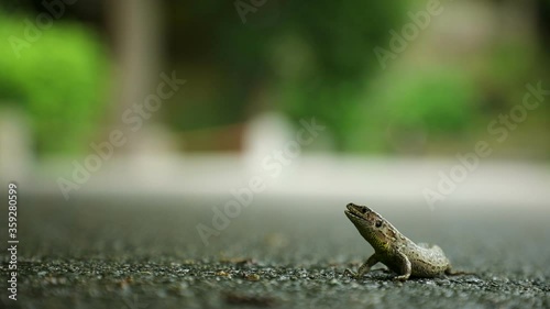 Small lizard is defending oneself on asphalt in park in Czech republic
