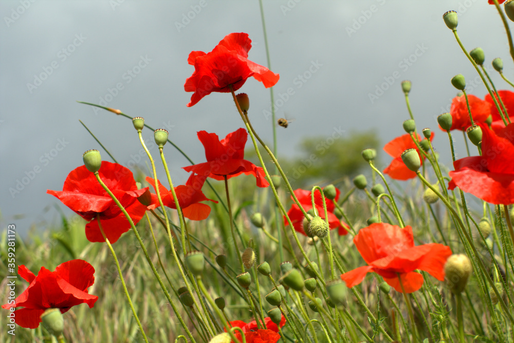 Obraz premium red poppy flowers,nature, flowers, poppies, spring,nature, flowers, poppies, beautiful, flora, sun, 