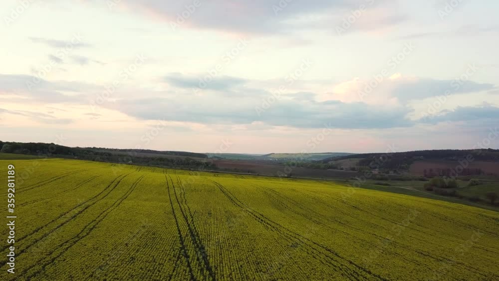 Aerial view of bright green agricultural farm field with growing rapeseed plants. Aerial view of bright green agricultural farm field with growing rapeseed plants.