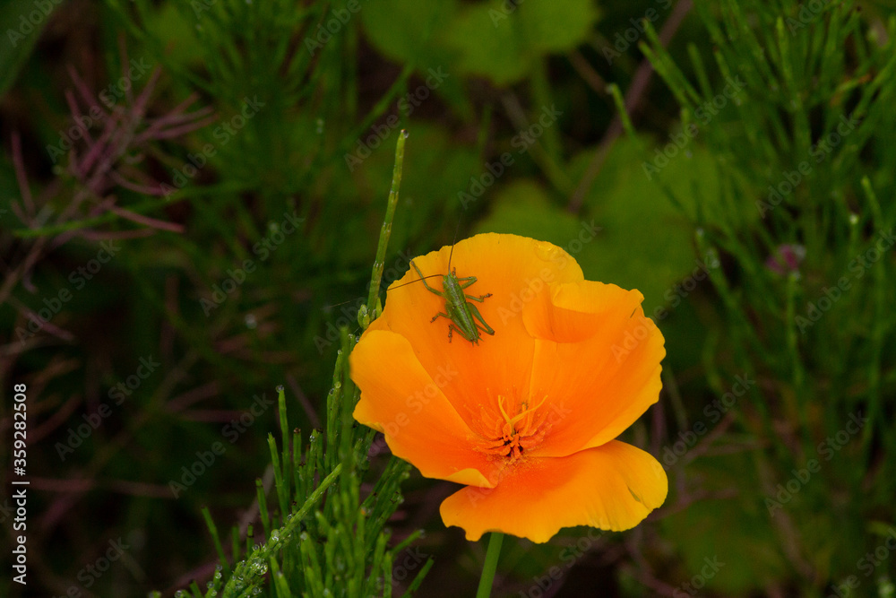 Grasshopper sitting on a California poppy III Grasshopper sitting on a California poppy III