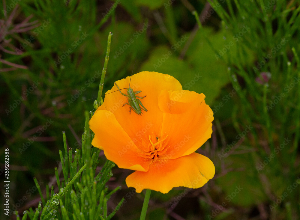 Grasshopper sitting on a California poppy II Grasshopper sitting on a California poppy II