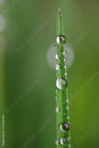 On a blade of green grass there are drops of water against a green background in nature, in portrait format