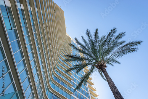 Palm tree next to modern building in Beirut, capital city of Lebanon