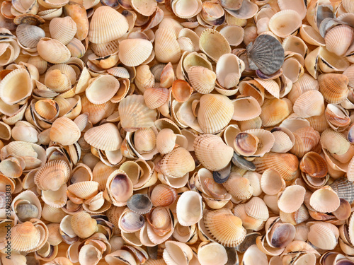 Sea shells background