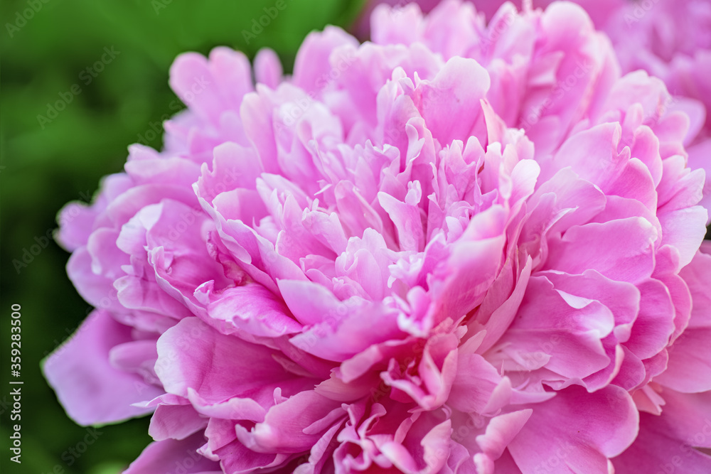 large pink peony close-up, pink flower blooms in the garden large pink peony close-up, pink flower blooms in the garden