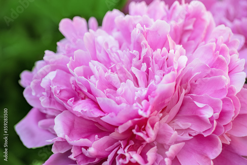 large pink peony close-up, pink flower blooms in the garden