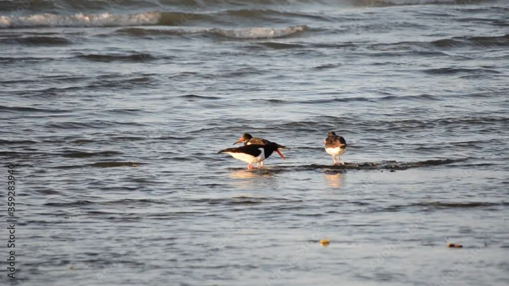 oystercatcher birds walking in sea water oystercatcher birds walking in sea water