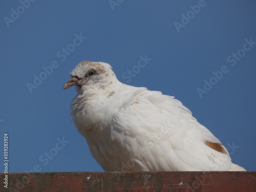 White post pigeon on the roof under blue sky