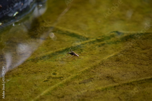 Paarung Wasserläufer © Michael