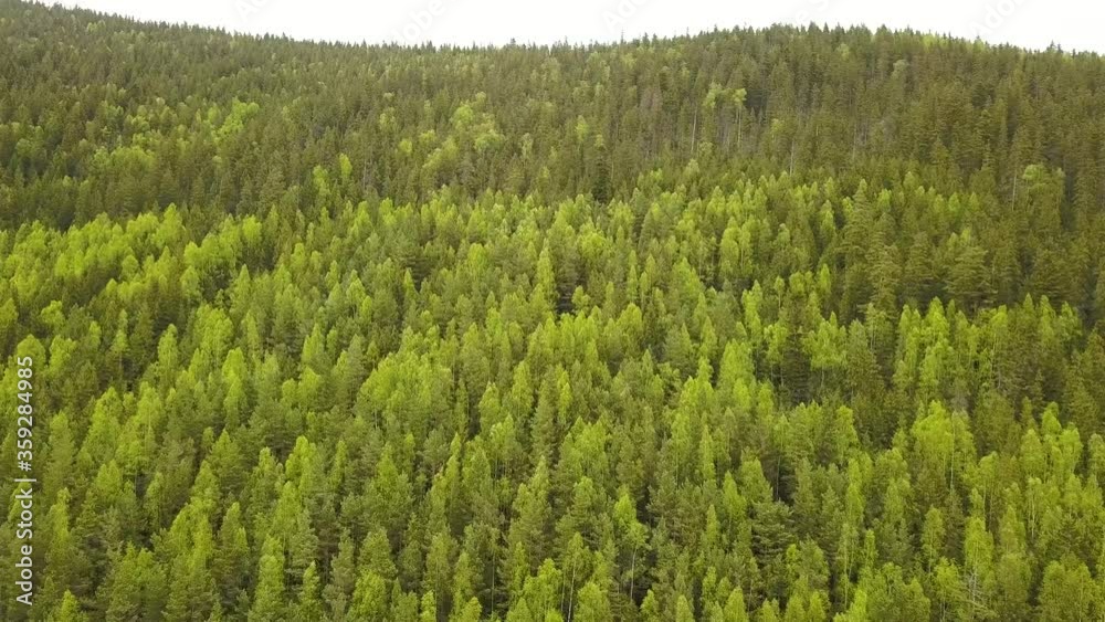 Aerial view of green pine forest with canopies of spruce trees in summer mountains. Aerial view of green pine forest with canopies of spruce trees in summer mountains.