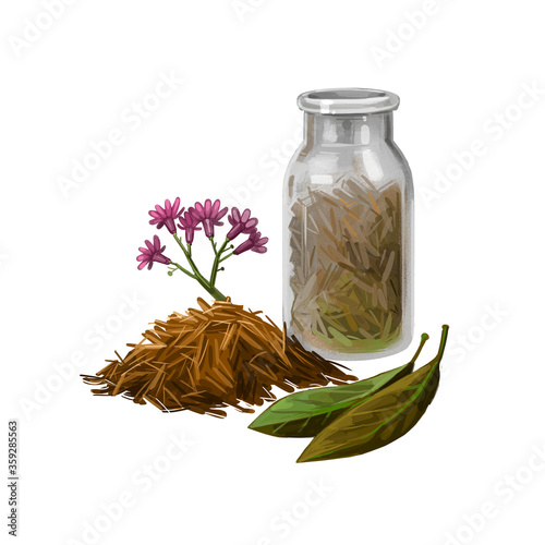 Cinchona bark digital art illustration. Blooming flowers and green leaves, bottle withdry herbs. Jesuits Bark, cinchona Peruvian Bark, China Bark, specific remedy for all forms of malaria, quinine. photo
