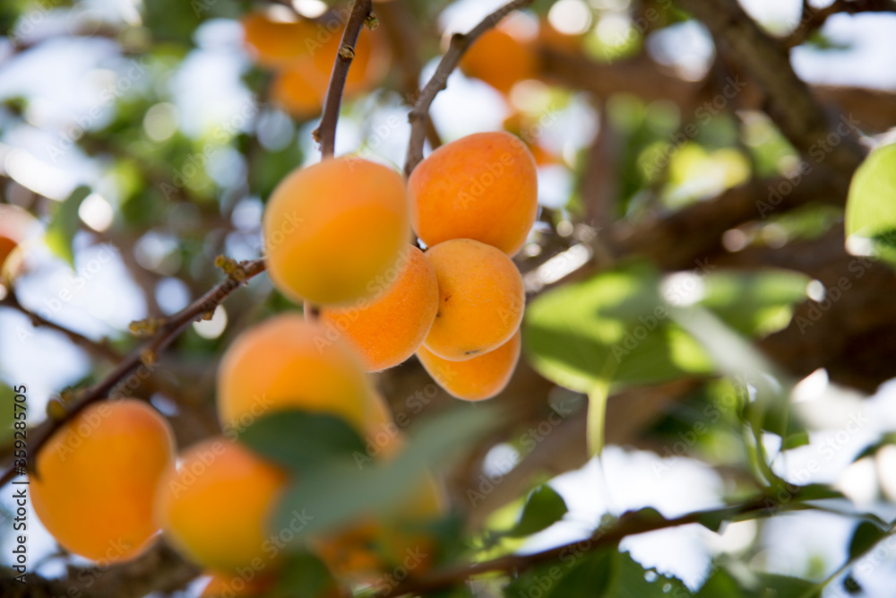 Juicy yellow-orange apricot ripening on a tree branch in a green summer garden in the sunshine Juicy yellow-orange apricot ripening on a tree branch in a green summer garden in the sunshine