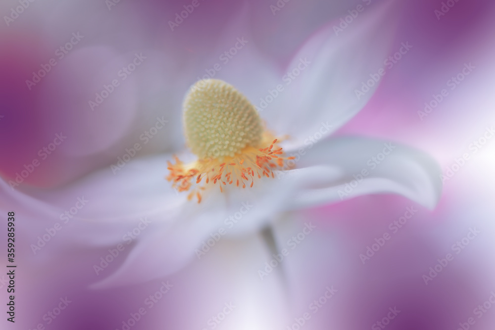 Beautiful Nature Background.Macro Shot of Amazing Spring Magic Anemone Flowers.Border Art Design.Magic light.Close up Photography.Conceptual Abstract Image.Fantasy Floral Art.Creative Artistic Flower. Beautiful Nature Background.Macro Shot of Amazing Spring Magic Anemone Flowers.Border Art Design.Magic light.Close up Photography.Conceptual Abstract Image.Fantasy Floral Art.Creative Artistic Flower.