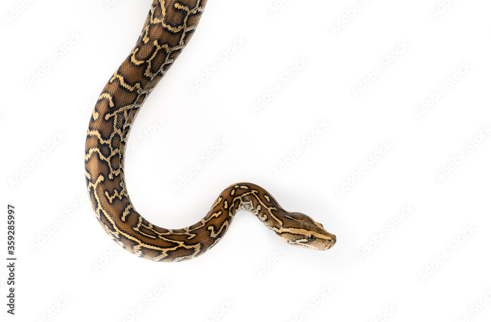 Burmese Python Isolated on white background Burmese Python Isolated on white background
