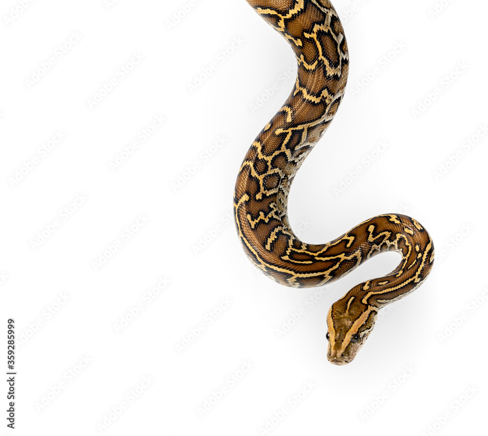 Burmese Python Isolated on white background Burmese Python Isolated on white background