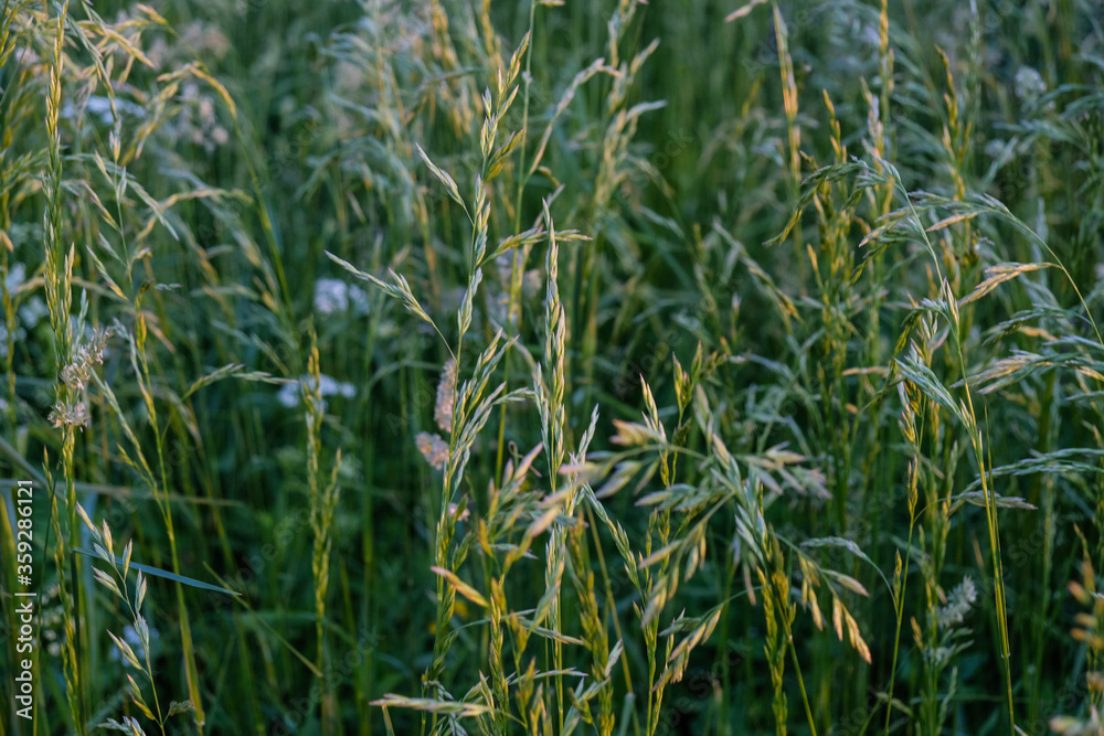 beautiful tall grass in the field beautiful tall grass in the field