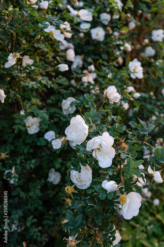 
beautiful bush with white roses in the garden
