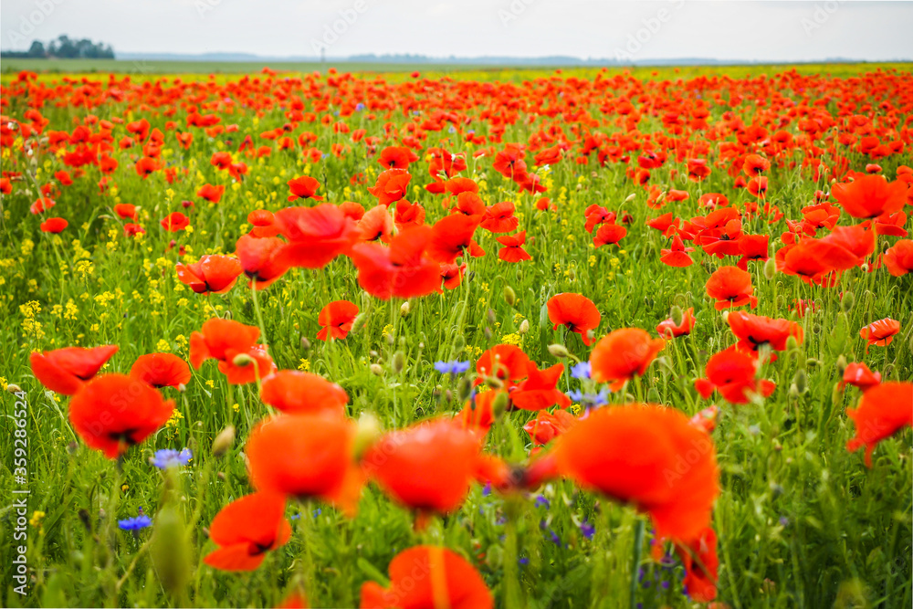 Naklejka premium Very beautiful red flowering large poppy field, selective focus
