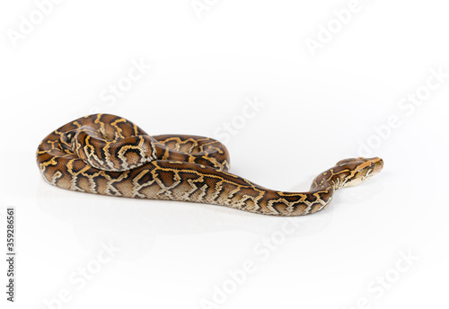 Burmese Python Isolated on white background