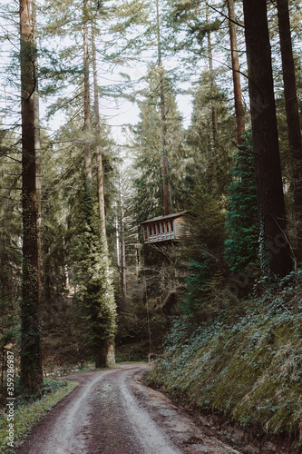 Deep forest with tree house