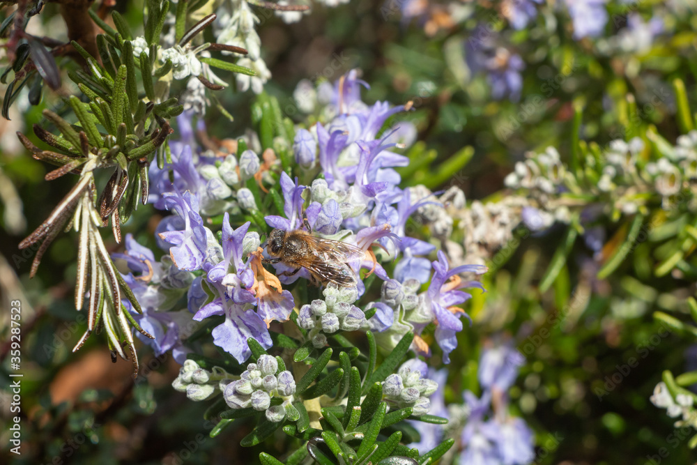 Bee pollinating rosemary flowers in a garden during spring Bee pollinating rosemary flowers in a garden during spring
