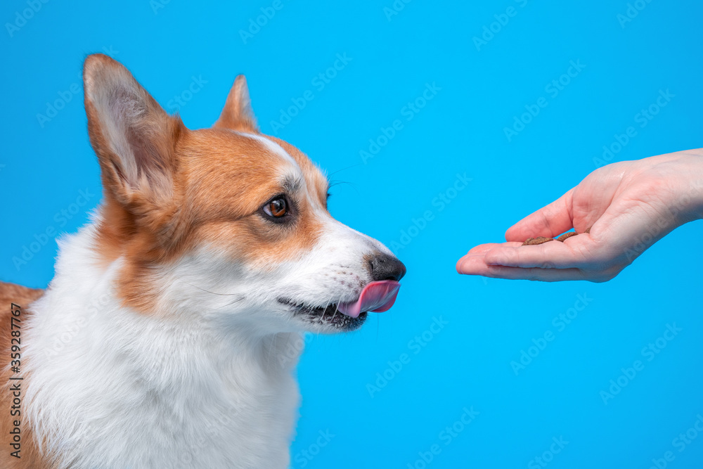 Cute dog welsh corgi pembroke licks when seeing food or goodies in the owner's hand on a blue background. Training the animal for dry food
