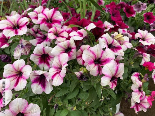 Pansies