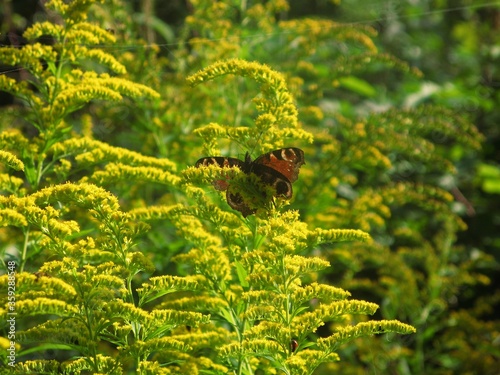 Peacock butterfly (Aglais io) on yellow flowers of Canadian goldenrod (Solidago canadensis)