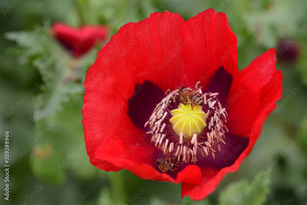 Close-up of the flower of a red poppy with bees, against a green background Close-up of the flower of a red poppy with bees, against a green background