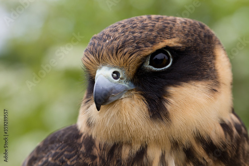 portrait of a young Eurasian hobby (Falco subbuteo) close-up