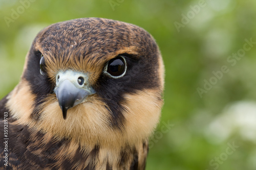 portrait of a young Eurasian hobby (Falco subbuteo) close-up