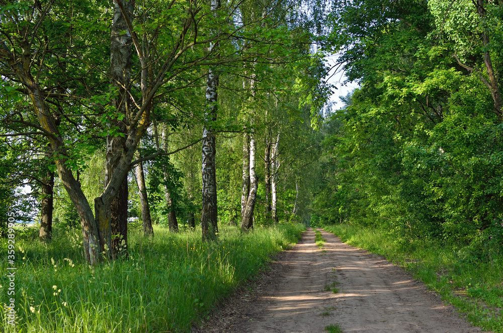 Obraz premium Trail among tall, green trees in a forest