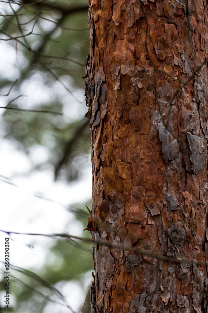 Red pine bark in the Canadian forest in Quebec.