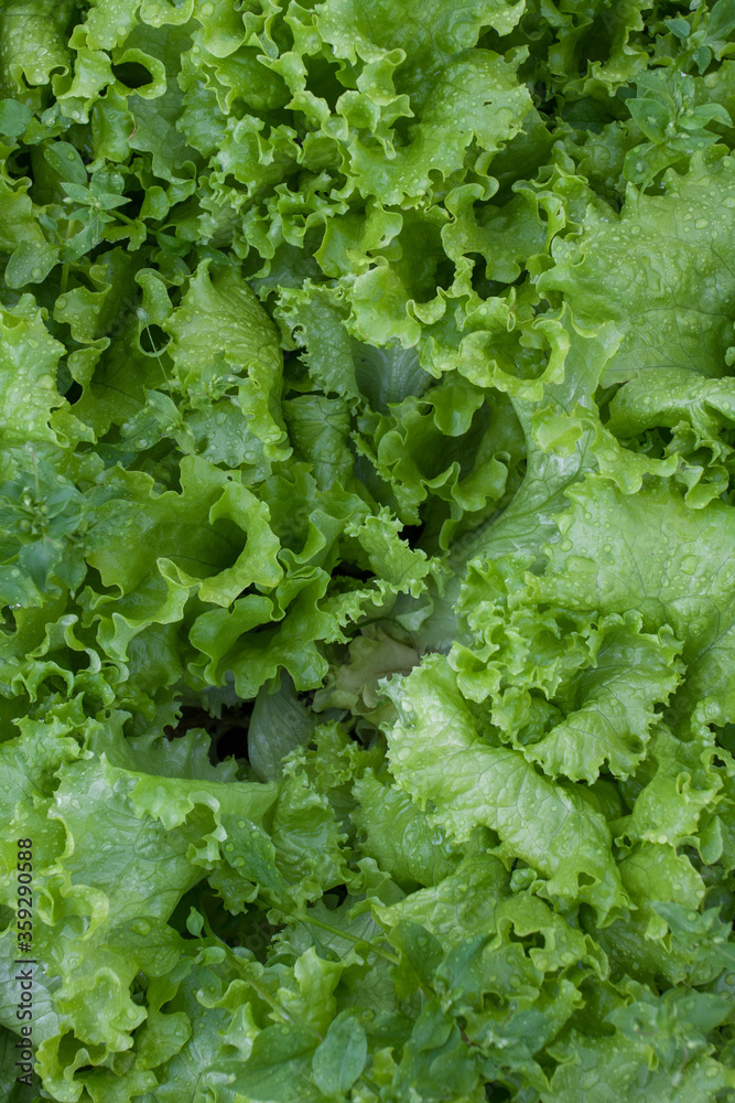 Fresh green lettuce leaves with raindrops Fresh green lettuce leaves with raindrops