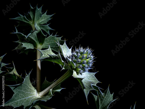 Eryngium maritimum