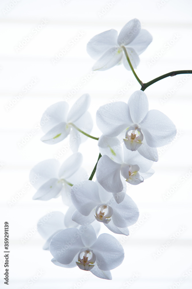 Fototapeta premium White Orchidaceae on a white background.