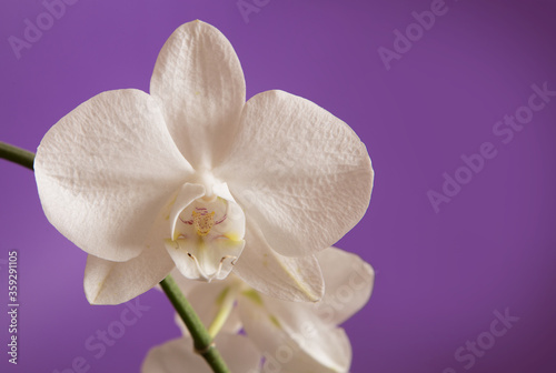 White Orchidaceae on a purple background.
