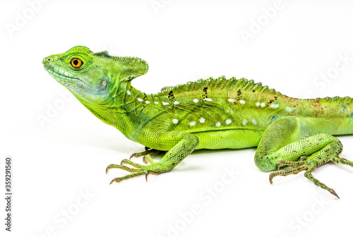 Green basilisk or Jesus lizard know as reptile that can walk on water isolated on white background