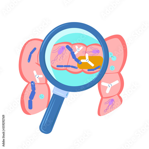 Vector flat illustration abstract, isolated intestine with magnifying glass that shows composition of normal microflora, microbiota. Concept probiotics, dysbacteriosis, gastrointestinal.
