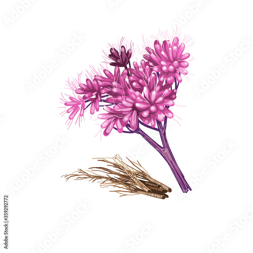 Gravel root digital art illustration isolated on white. Eutrochium purpureum, purple Joe-Pye weed, kidney-root,sweetscented joe pye weed, herbaceous perennial plant, gravel root or trumpet weed.