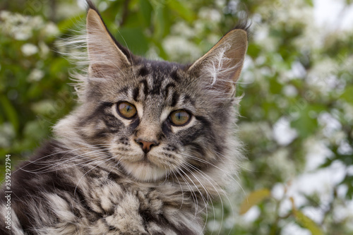 portrait of a kitten maine coon coloring mackerel tabby close up