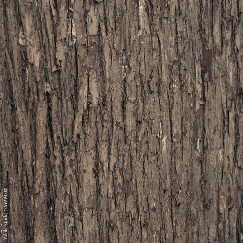 Closeup of old weather beaten tree bark texture background pattern © Vadim Rodnev