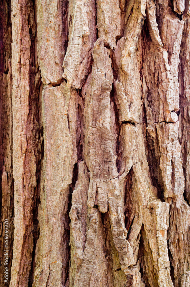 Closeup of old weather beaten tree bark texture background pattern Closeup of old weather beaten tree bark texture background pattern