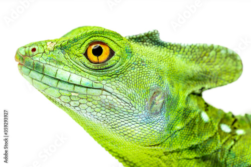 Green basilisk or Jesus lizard know as reptile that can walk on water isolated on white background