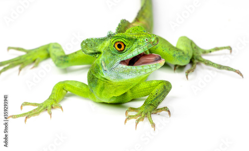 Green basilisk or Jesus lizard know as reptile that can walk on water isolated on white background