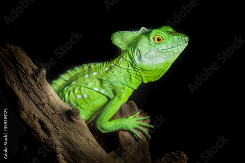 Green basilisk lizard know as Jesus lizard, the reptile the can run on water isolated on back background