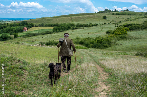 Old shepherd with dog walking after his flock of sheep in the meadow  © Drpixel