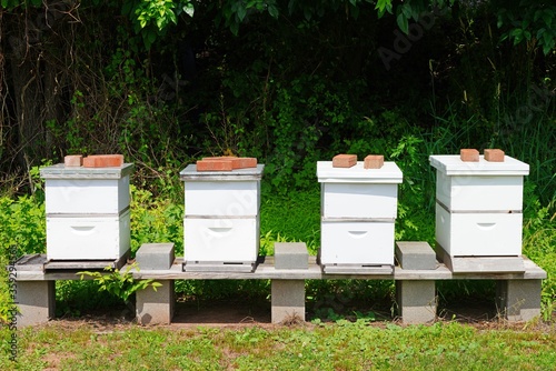 Four beehives boxes in a farm in New Jersey