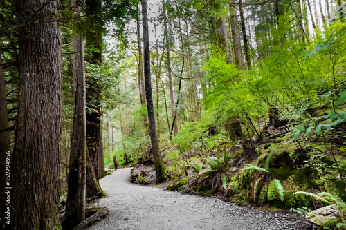 Green pathway through forest trail