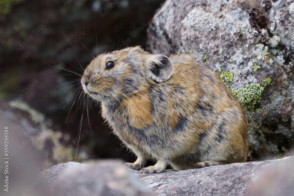 Obraz premium ナキウサギ